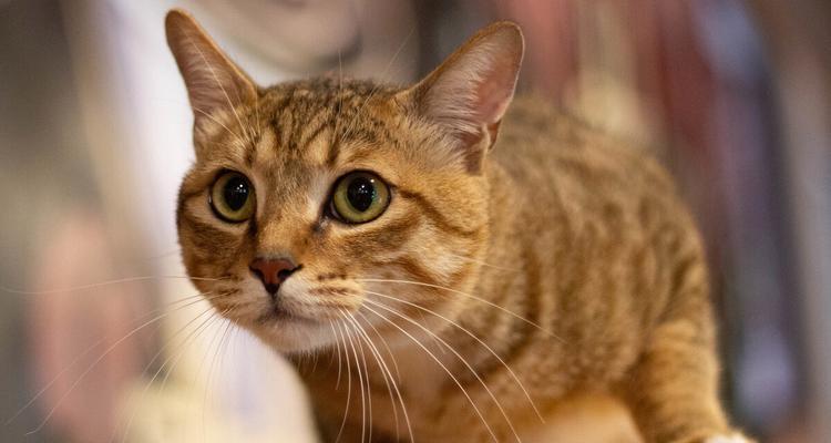猫咪生病后能自愈吗？哪些常见病症可以自行好转？