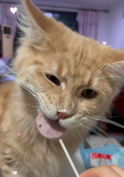 猫咪饮食指南：哪些食物安全哪些需避免？