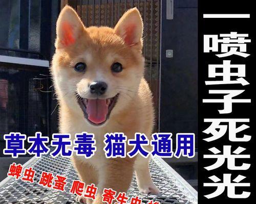 猫咪体外驱虫应该涂在哪里？正确部位和步骤是什么？