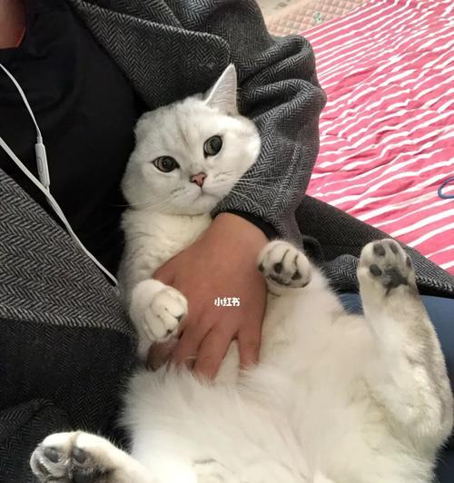 猫咪舔狗狗是什么意思？这种行为背后隐藏着什么含义？