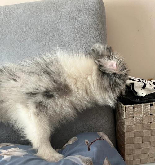 猫咪舔了双氧水会怎么样？如何处理和预防？