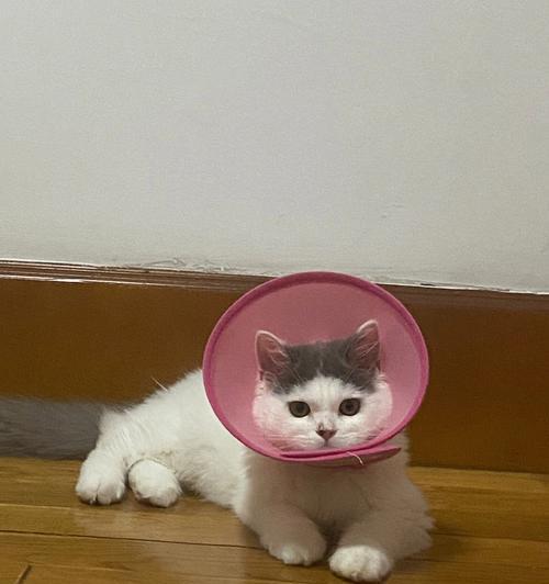 猫咪舔了双氧水会怎么样？如何处理和预防？