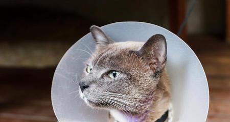 猫咪吐草有血怎么办？常见原因及处理方法是什么？