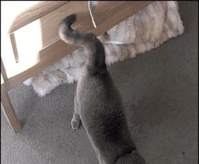 猫咪尾巴出现硬块是怎么回事？可能是哪些疾病导致的？