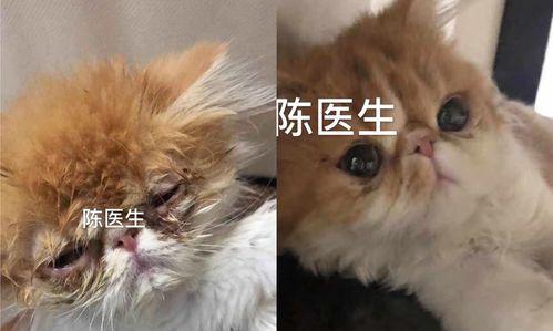 猫咪眼睛被打流血怎么办？紧急处理方法和注意事项是什么？