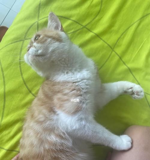 猫咪一直长不胖怎么回事？如何帮助猫咪增重？