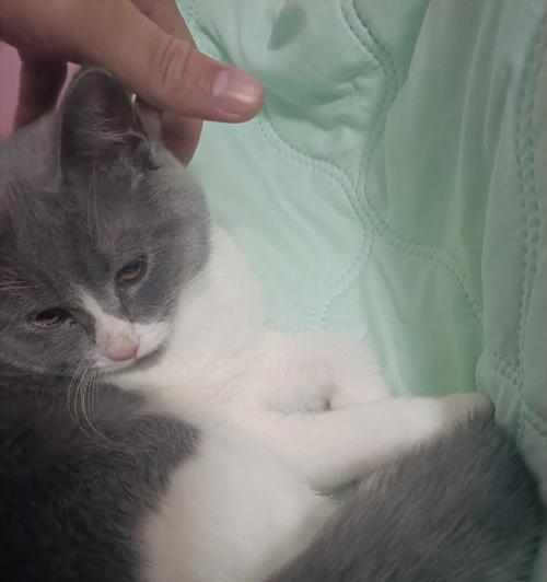 猫咪在被子上打呼噜是什么原因？如何解决？