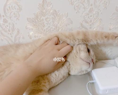 猫咪在被子上打呼噜是什么原因？如何解决？