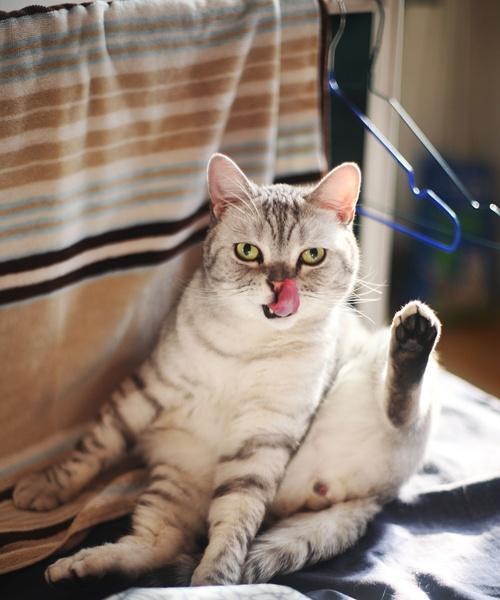如何识别和帮助自卑的猫咪？