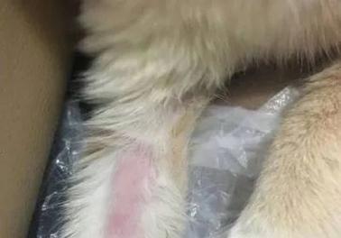 猫咪自残视频：如何识别和干预？