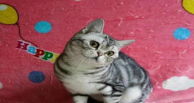 美国短毛猫毛发长是怎么回事？如何处理？