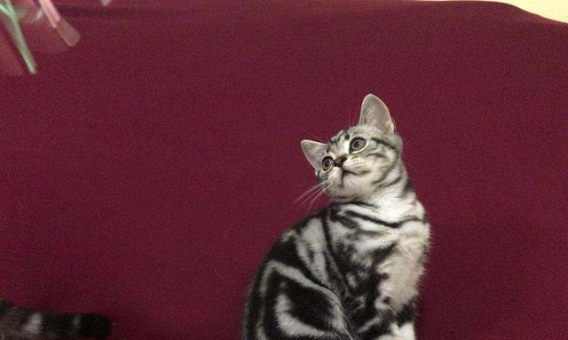 美国短毛猫毛发长是怎么回事？如何处理？