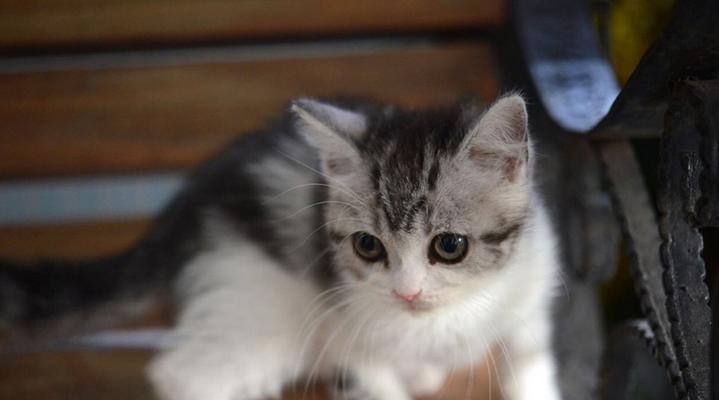美国短毛猫毛发长是怎么回事？如何处理？