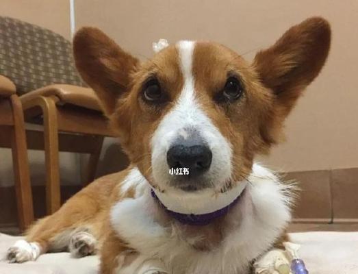 治疗狗狗细小病毒在美国需要多少钱？治疗后如何护理？