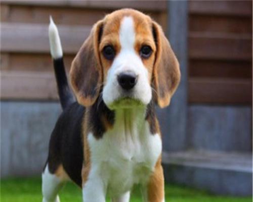 米格鲁猎兔犬的特点是什么？如何训练米格鲁猎兔犬？