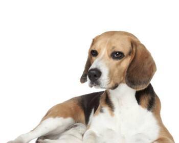 米格鲁猎兔犬的特点是什么？如何训练米格鲁猎兔犬？