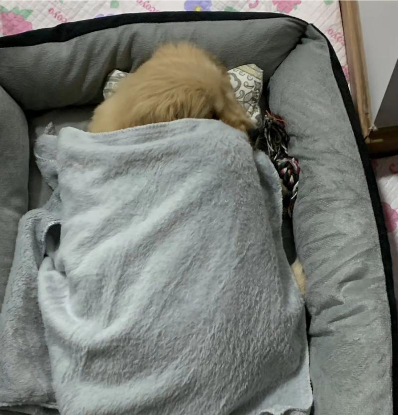 棉被被狗狗尿了怎么消毒？有效消毒方法有哪些？