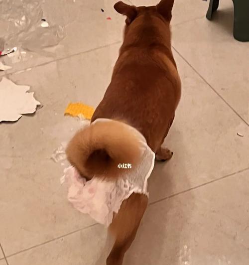 母狗绝育术后会有什么影响？术后护理和注意事项是什么？