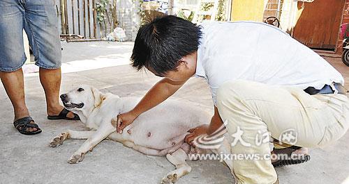 母狗桃子流浓应该用什么药物治疗？如何正确用药？