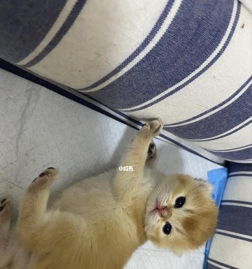 母猫没奶小猫喝什么症状？如何解决小猫喂养问题？