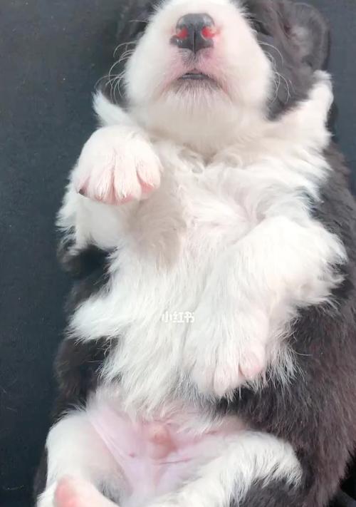 奶狗排便频率不正常怎么办？