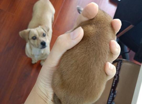 奶狗排便频率不正常怎么办？
