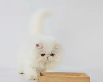 南方冬季湿冷小猫怎么办？如何为小猫提供保暖措施？
