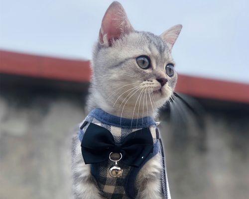 猫咪屁股手术费用是多少？术后护理需要注意什么？
