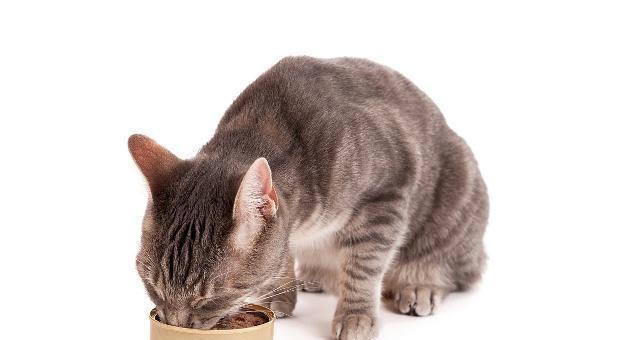 平时应该给小猫喂什么药？常见猫咪用药指南？