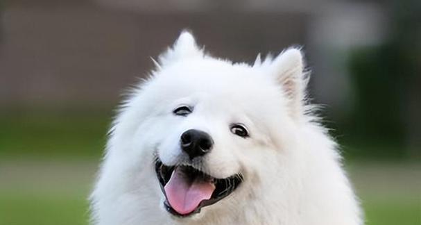 去除屋里狗狗异味用什么方法最有效？