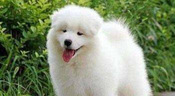 萨摩幼犬换牙期间应该吃什么钙片？如何选择合适的钙片品牌？