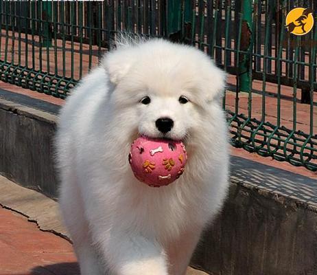 萨摩幼犬换牙期间应该吃什么钙片？如何选择合适的钙片品牌？