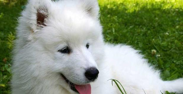 萨姆耶幼犬狗粮选择指南：如何挑选合适的食品？
