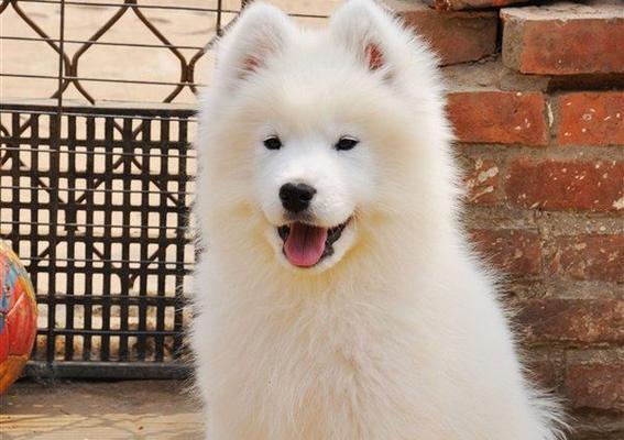 萨姆耶幼犬狗粮选择指南：如何挑选合适的食品？
