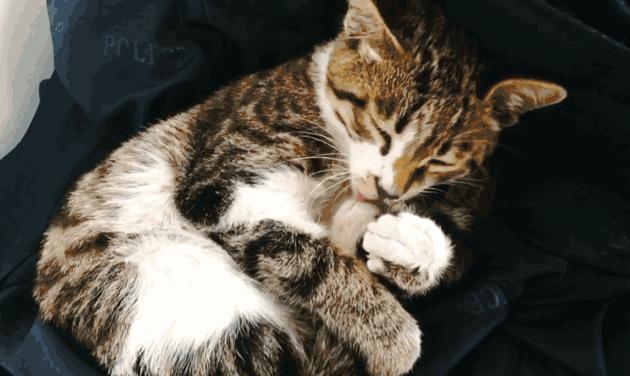 三个多月的猫咬人怎么办？如何纠正小猫的攻击性行为？