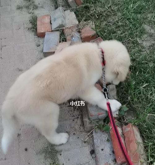 三个月大的狗狗不排便是什么原因？如何解决？