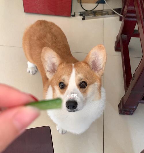 三月柯基犬什么都吃是为什么？如何调整饮食习惯？