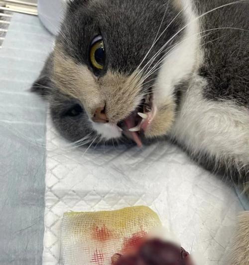 深圳公立猫咪结扎多少钱？结扎手术的费用和注意事项是什么？