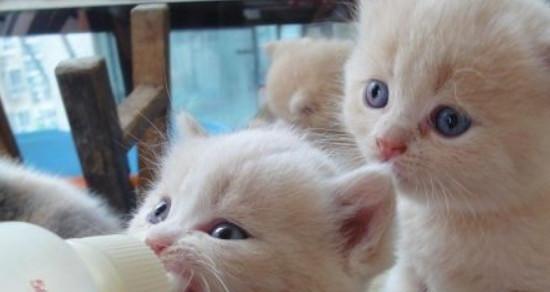 生完的小猫吃什么食物好？营养补充与饮食建议是什么？