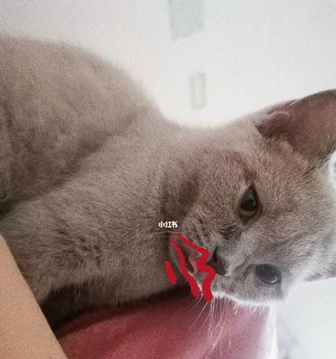 生完小猫舌头破了怎么办？如何进行家庭护理和治疗？