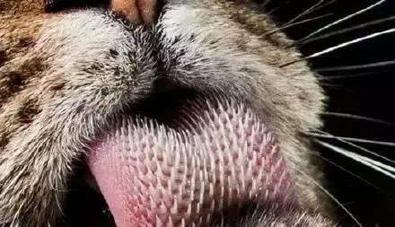 生完小猫舌头破了怎么办？如何进行家庭护理和治疗？