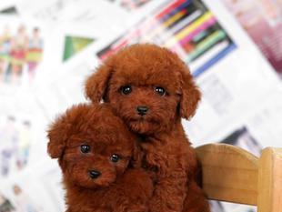 什么样的泰迪犬可以被归类为茶杯犬？如何识别真正的茶杯犬？