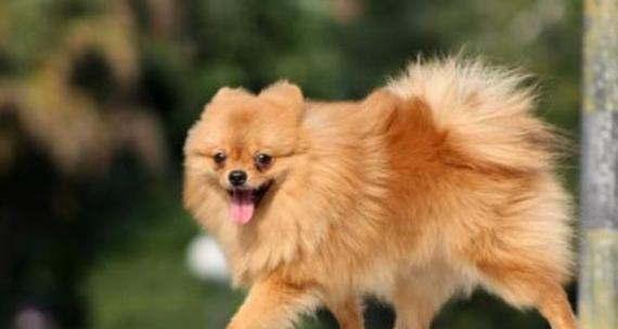 博美犬的理想狗粮是什么？如何选择适合博美的狗粮品牌？