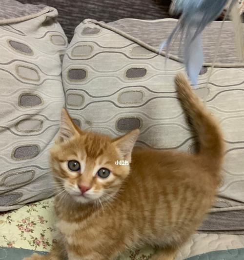 踏雪寻梅小猫多少钱一只？购买时需要注意哪些事项？