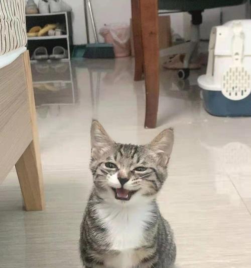 踏雪寻梅小猫多少钱一只？购买时需要注意哪些事项？