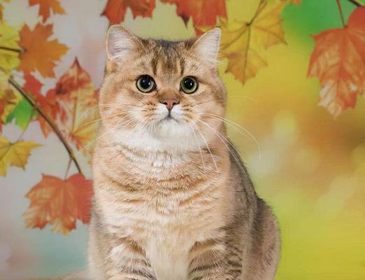 踏雪寻梅小猫多少钱一只？购买时需要注意哪些事项？