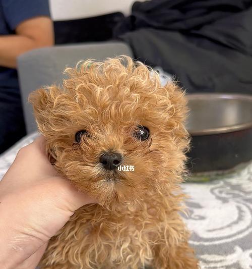 泰迪3个月狗狗可以吃奶粉吗？喂食奶粉的正确方法是什么？