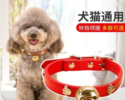 泰迪狗被大狗咬了怎么办？紧急处理和后续护理方法是什么？