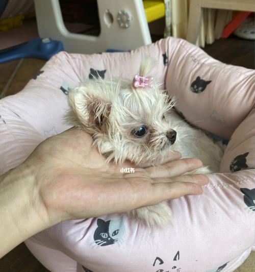 泰迪狗产后食欲不振怎么办？如何快速恢复健康饮食？