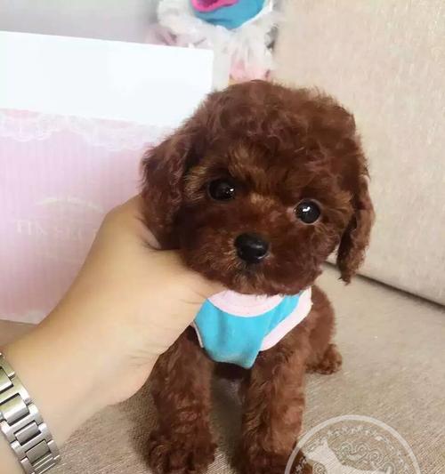 泰迪狗繁殖期是什么时候？如何正确识别和准备？